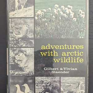 Adventures with Arctic Wildlife