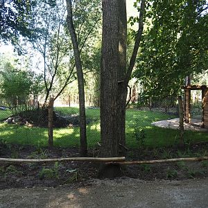 New Central African area Ngyuwe - First Pygmy hippopotamus and Western sitatunga exhibit, 2025-08-03