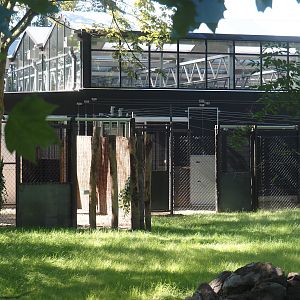 New Central African area Ngyuwe - Pygmy hippopotamus and Western sitatunga exhibit greenhouse and holding yards, 2025-08-03