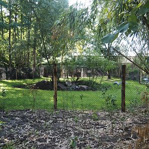 New Central African area Ngyuwe - First Pygmy hippopotamus and Western sitatunga exhibit, 2025-08-03