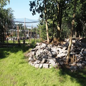 New Central African area Ngyuwe - Second Pygmy hippopotamus and Western sitatunga exhibit, 2025-08-03