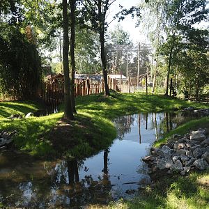 New Central African area Ngyuwe - Second Pygmy hippopotamus and Western sitatunga exhibit, 2025-08-03