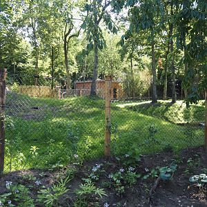 New Central African area Ngyuwe - Second Pygmy hippopotamus and Western sitatunga exhibit, 2025-08-03