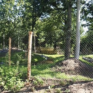 New Central African area Ngyuwe - Second Pygmy hippopotamus and Western sitatunga exhibit, 2025-08-03