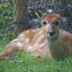 Western sitatunga (Tragelaphus spekii gratus), 2025-08-03