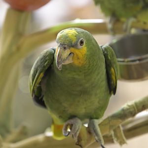 Hill City AquaZoo - Turquoise-fronted Amazon (Amazona aestiva)