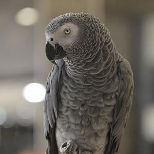 Hill City AquaZoo - Gray Parrot (Psittacus erithacus)