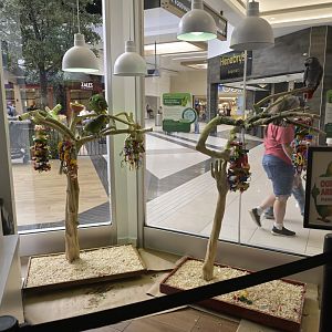 Hill City AquaZoo - Parrot Displays