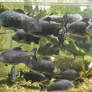 Hill City AquaZoo - Black Pacu/Tambaqui (Colossoma macropomum)