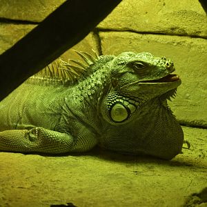 Hill City AquaZoo - Green Iguana (Iguana iguana)