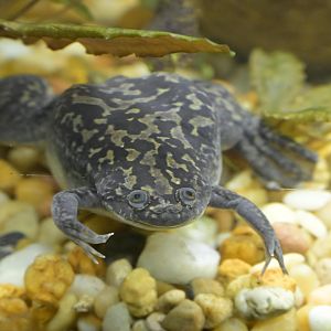 Hill City AquaZoo - African Clawed Frog (Xenopus laevis)