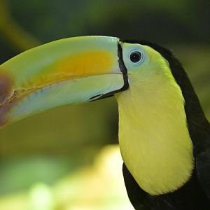 Hill City AquaZoo - Keel-billed Toucan (Ramphastos sulfuratus)