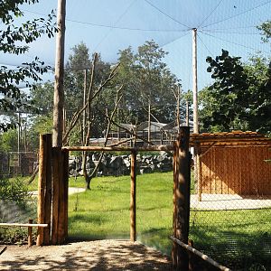 New Central African area Ngyuwe - Aviary with first Yellow-backed duiker and Okapi paddock, 2025-08-03