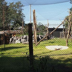 New Central African area Ngyuwe - Aviary with first Yellow-backed duiker and Okapi paddock, 2025-08-03
