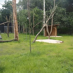 New Central African area Ngyuwe - Aviary with first Yellow-backed duiker and Okapi paddock, 2025-08-03