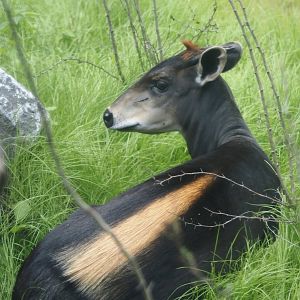 Yellow-backed duiker (Cephalophus silvicultor), 2025-08-03