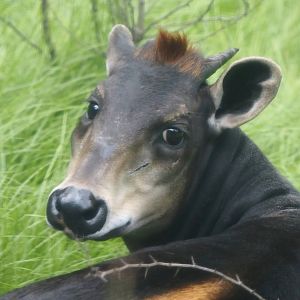Yellow-backed duiker (Cephalophus silvicultor), 2025-08-03