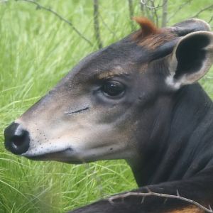 Yellow-backed duiker (Cephalophus silvicultor), 2025-08-03