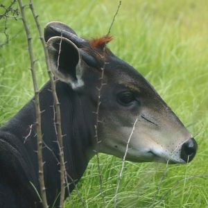 Yellow-backed duiker (Cephalophus silvicultor), 2025-08-03