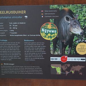 New Central African area Ngyuwe - Yellow-backed duiker signage, 2025-08-03
