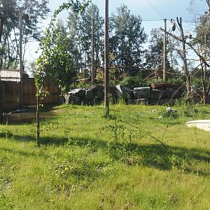 New Central African area Ngyuwe - Aviary with second Yellow-backed duiker and Okapi paddock, 2025-08-03