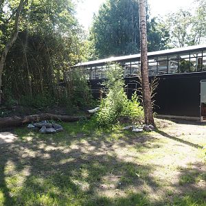 New Central African area Ngyuwe - Separate exhibit for pygmy hippopotamuses, 2025-08-03