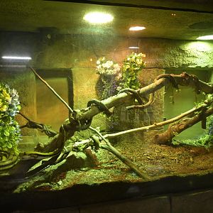 Hill City AquaZoo - Reticulated Python (Malayopython reticulatus) Exhibit