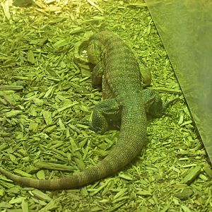 Hill City AquaZoo - Red Tegu (Salvator rufescens)