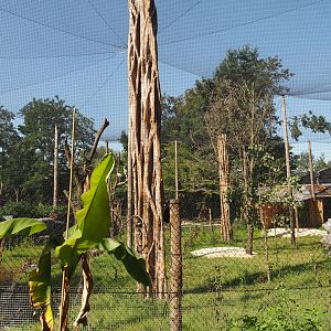 New Central African area Ngyuwe - Aviary with second Yellow-backed duiker and Okapi paddock, 2025-08-03