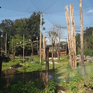New Central African area Ngyuwe - Aviary with second Yellow-backed duiker and Okapi paddock, 2025-08-03