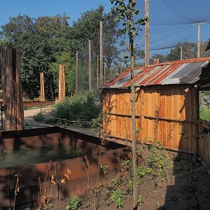 New Central African area Ngyuwe - Walkway between Red river hog, De Brazza's monkey and Drill exhibit and aviary, 2025-08-03