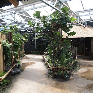 New Central African area Ngyuwe - View in Pygmy hippopotamus,  Red river hog, De Brazza's monkey and Drill greenhouse, 2025-08-03