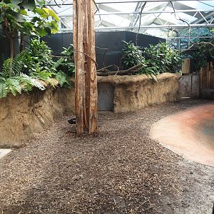 New Central African area Ngyuwe - First Pygmy hippopotamus indoor exhibit, 2025-08-03
