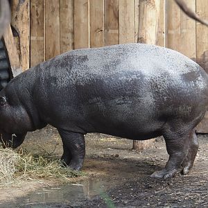 Western pygmy hippopotamus (Choeropsis liberiensis liberiensis), 2025-08-03