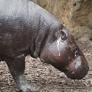 Western pygmy hippopotamus (Choeropsis liberiensis liberiensis), 2025-08-03