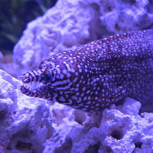 Hill City AquaZoo - Dragon Moray (Enchelycore pardalis)