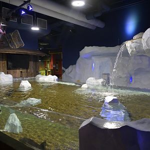 Hill City AquaZoo - White Sturgeon (Sinosturio transmontanus) Exhibit