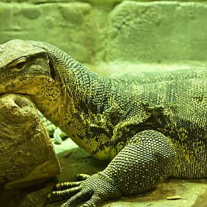 Hill City AquaZoo - Common Water Monitor (Varanus salvator)