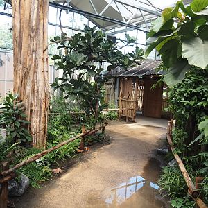 New Central African area Ngyuwe - View in Pygmy hippopotamus, Red river hog, De Brazza's monkey and Drill greenhouse, 2025-08-03