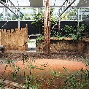 New Central African area Ngyuwe - First Pygmy hippopotamus indoor exhibit, 2025-08-03