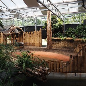 New Central African area Ngyuwe - First Pygmy hippopotamus indoor exhibit, 2025-08-03