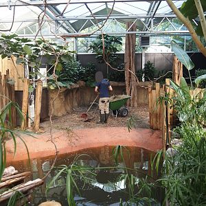 New Central African area Ngyuwe - Second Pygmy hippopotamus indoor exhibit, 2025-08-03