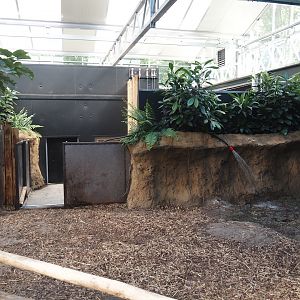 New Central African area Ngyuwe - Second Pygmy hippopotamus indoor exhibit and off-show area, 2025-08-03
