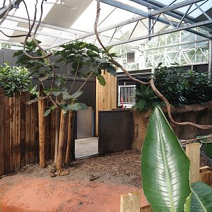 New Central African area Ngyuwe - Second Pygmy hippopotamus indoor exhibit and off-show area, 2025-08-03