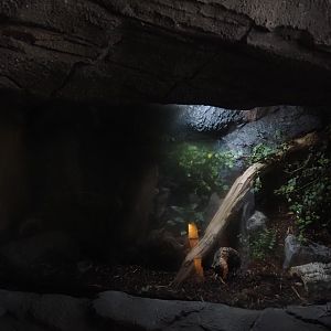 New Central African area Ngyuwe - Emperor scorpion terrarium, 2025-08-03