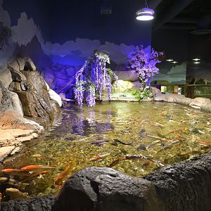 Hill City AquaZoo - Turtle and Koi Exhibit