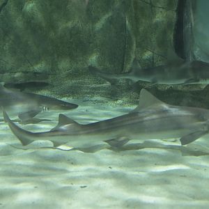 Hill City AquaZoo - Gray Smooth-hounds (Mustelus californicus) and a White-spotted Bamboo Shark (Chiloscyllium plagiosum)