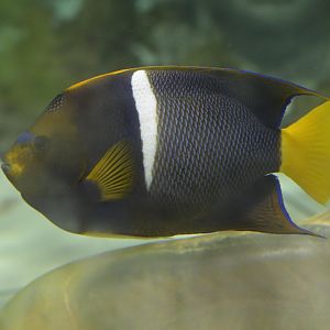 Hill City AquaZoo - King Angelfish (Holacanthus passer)