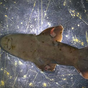 Hill City AquaZoo - White-spotted Bamboo Shark (Chiloscyllium plagiosum)