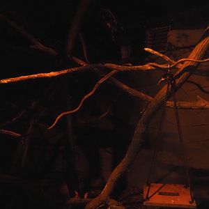 New Central African area Ngyuwe - Nocturnal exhibit for African brush-tailed porcupine and Senegal bushbaby, 2025-08-03